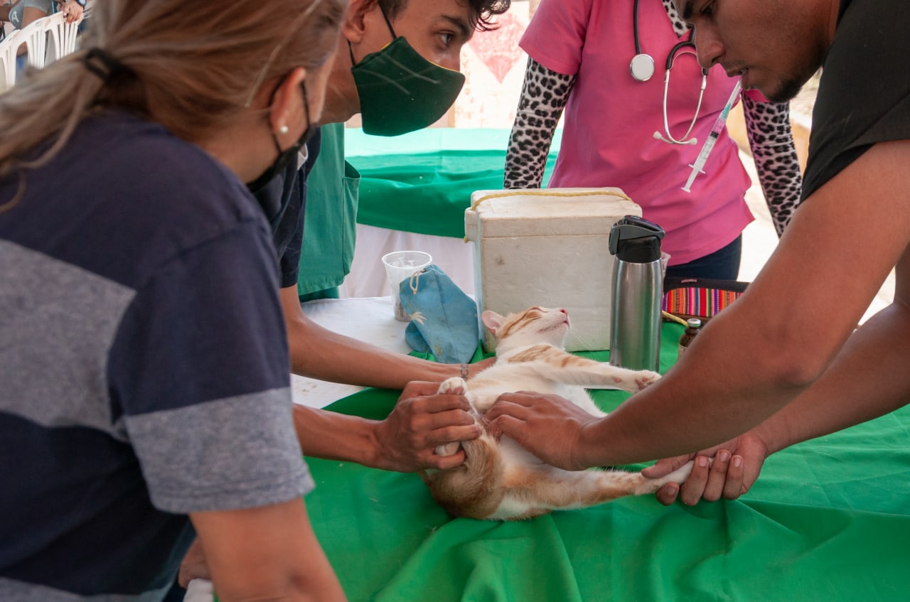 Alcaldía de Maracaibo y Agrofauna brindarán una atención especial a las mascotas este fin de semana (1) Medicos veterinarios