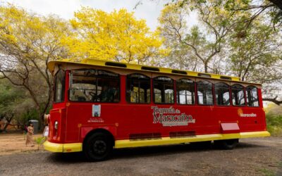 Disfruta de la floración de los curarires, un espectáculo natural en Maracaibo