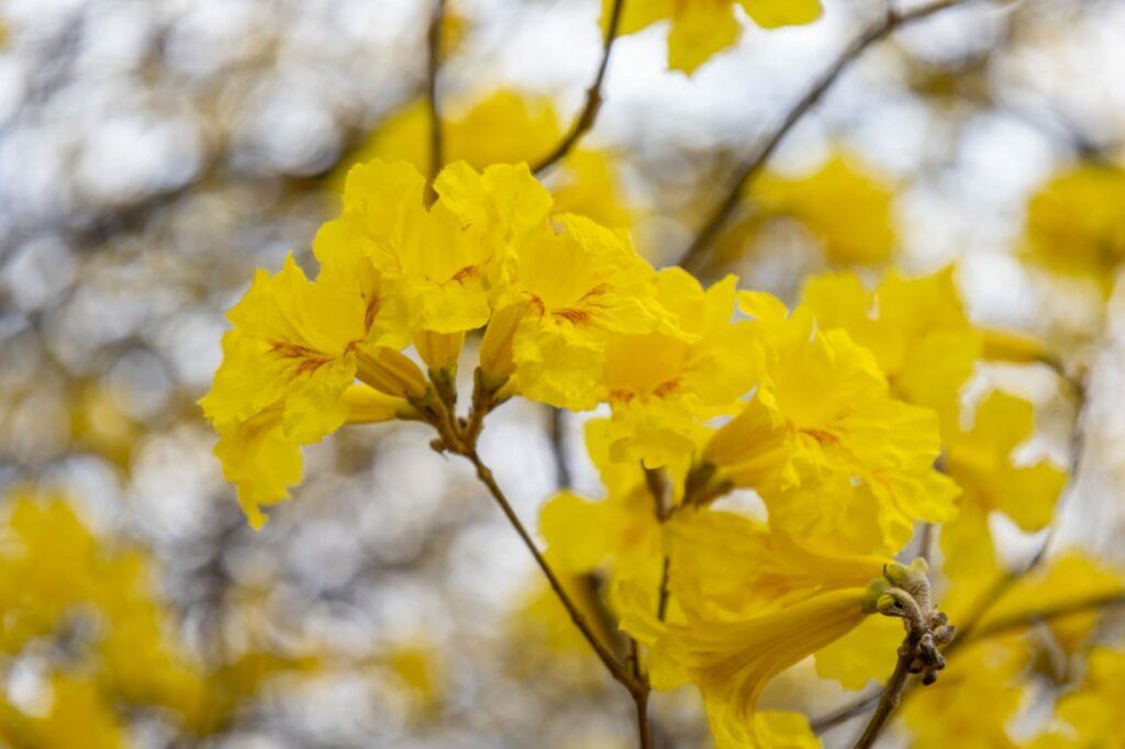 Vive la experiencia: floración de los curarires en Maracaibo