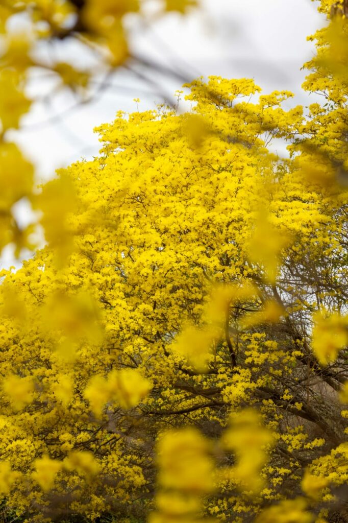 Vive la experiencia: floración de los curarires en Maracaibo 