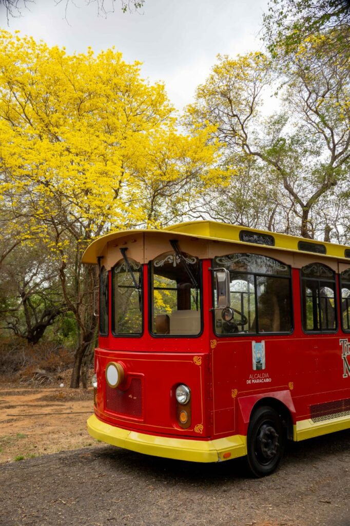 Tranvía de Maracaibo en la floración de curarires 2025