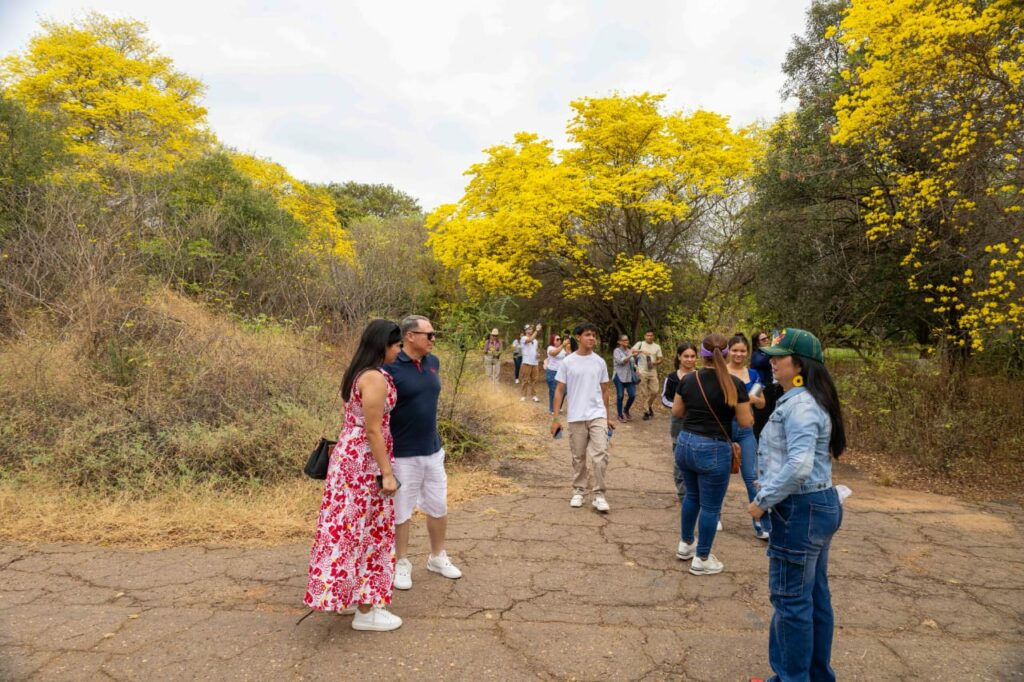 Vive la experiencia: floración de los curarires en Maracaibo