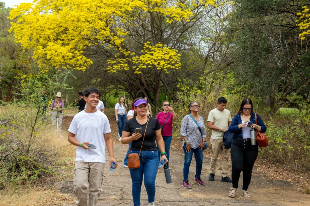 Vive la experiencia: floración de los curarires en Maracaibo