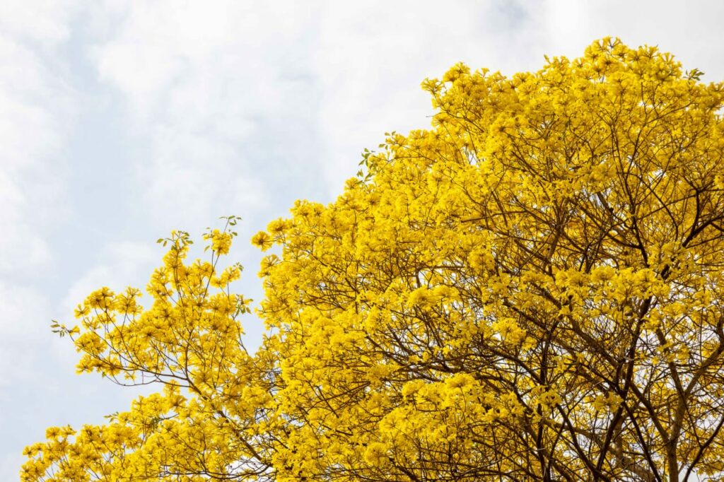 Vive la experiencia: floración de los curarires en Maracaibo 