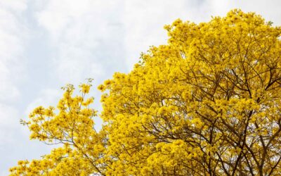 Vive la experiencia: floración de los curarires en Maracaibo